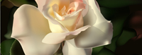 CG_Rose 5